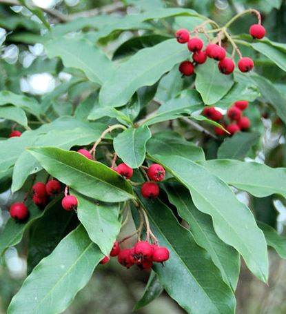 Viburnum Species, Laurustinus