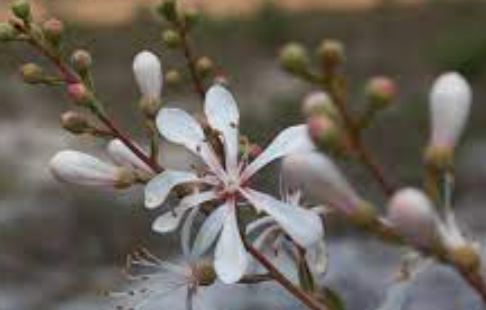 Red Barked Dogwood, Red Twig Dogwood, Tatarian Dogwood