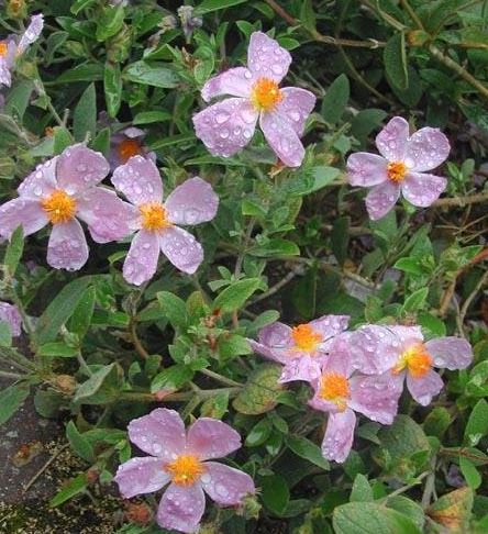 White Lantana, Wild Sage