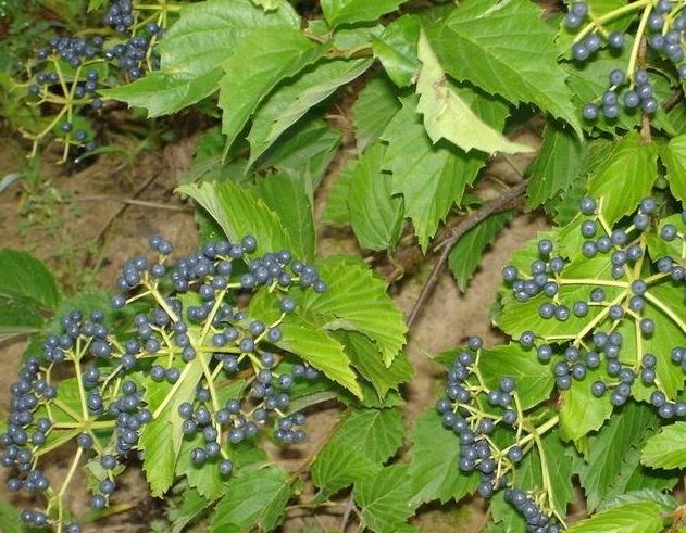 Viburnum Species, Kentucky Viburnum, Softleaf Arrowwood