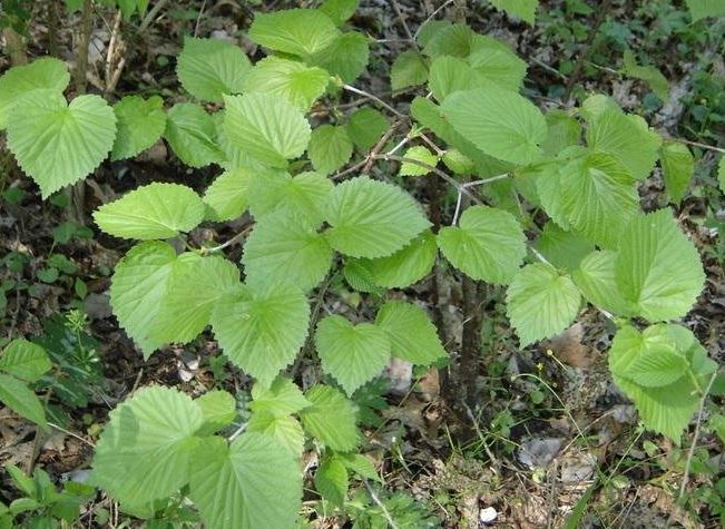 Viburnum Eskimo