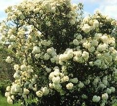 Sasanqua Camellia, Autumn Camellia