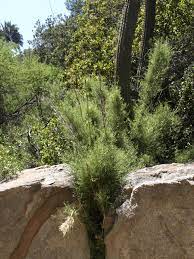Chusquea Species, Cumingii Bamboo