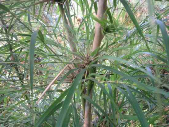 Chusquea Species, Bohemian Bamboo