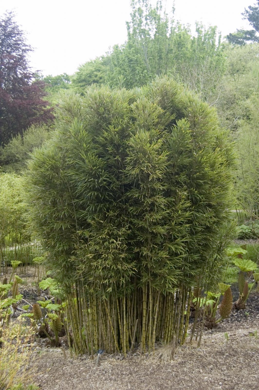 Chusquea Species, Quila Bamboo