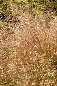 Velvet bentgrass Silver Needles