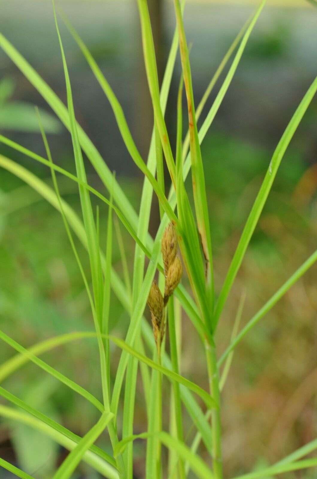 Variegated Palm Sedge Ice Fountain