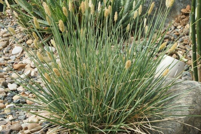Gray Moor Grass