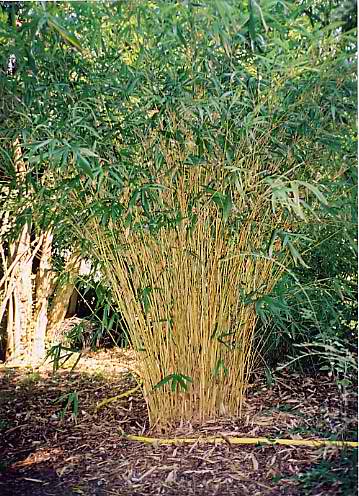 Semiarundinaria Bamboo Kimmei Holochrysa