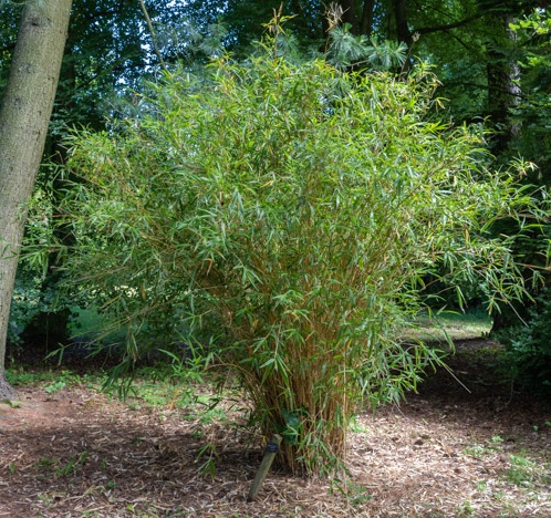 Semiarundinaria Bamboo Kimmei Inversa