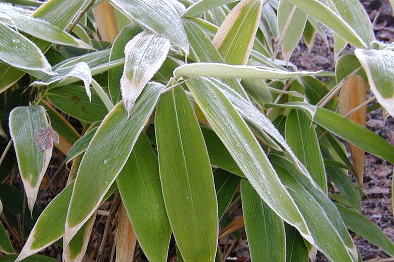 Sasamorpha Species, Northern Bamboo