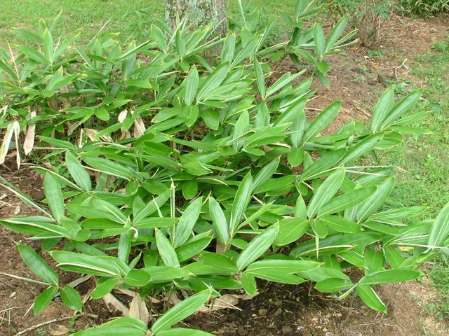 Sasa Species, Large-Leaved Sasa