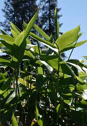 Sasa, Large-leaved Sasa Densa