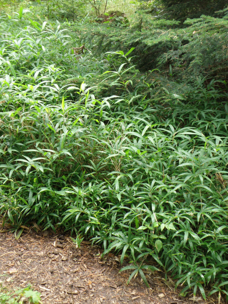 Sasa, Kuma Bamboo Sachaliensis