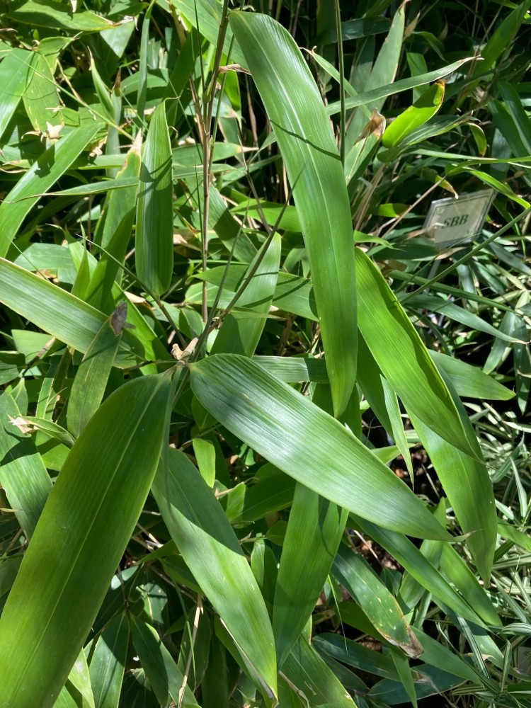 Sasaella Species, Bamboo Sasaella bitchuensis