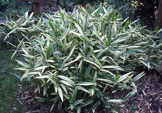 Sasaella Species, Bamboo Sasaella masamuneana