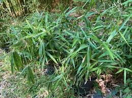 Sasaella Species, Murai Bamboo