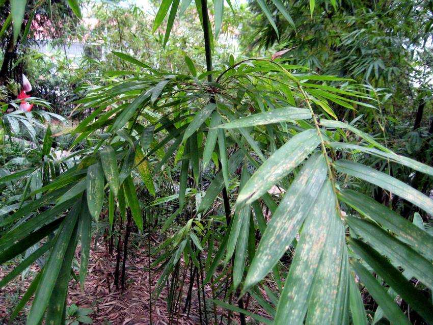 Bambusa Species, Solitude Bamboo