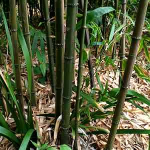 Chimonobambusa, Square Bamboo Inversa