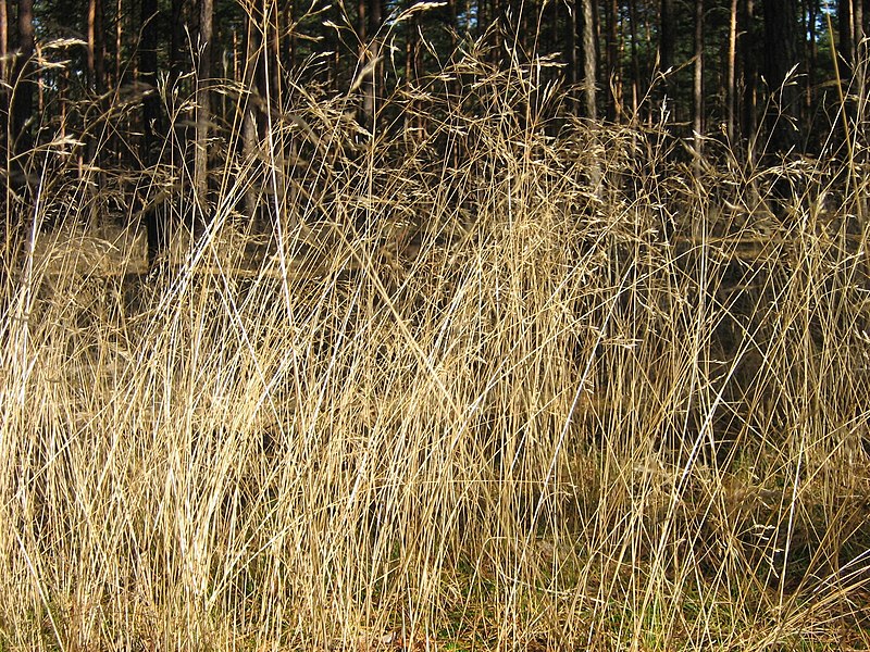 Crinkled Hair Grass, Wavy Hairgrass Aurea