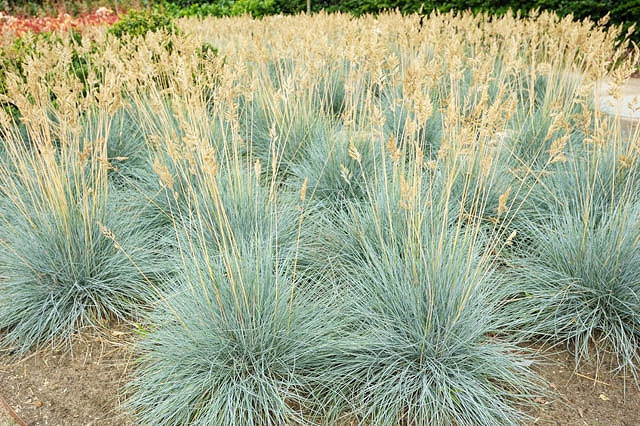 Festuca, Blue Fescue Fruehlingsblau