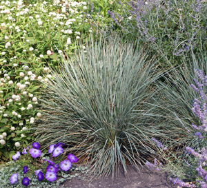 Festuca, Blue Fescue Loire