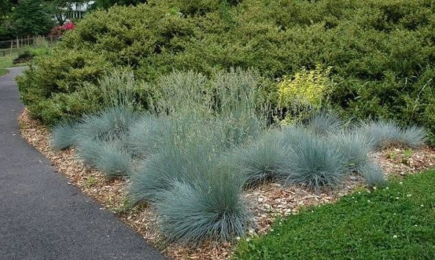 Festuca, Blue Fescue Meerblau