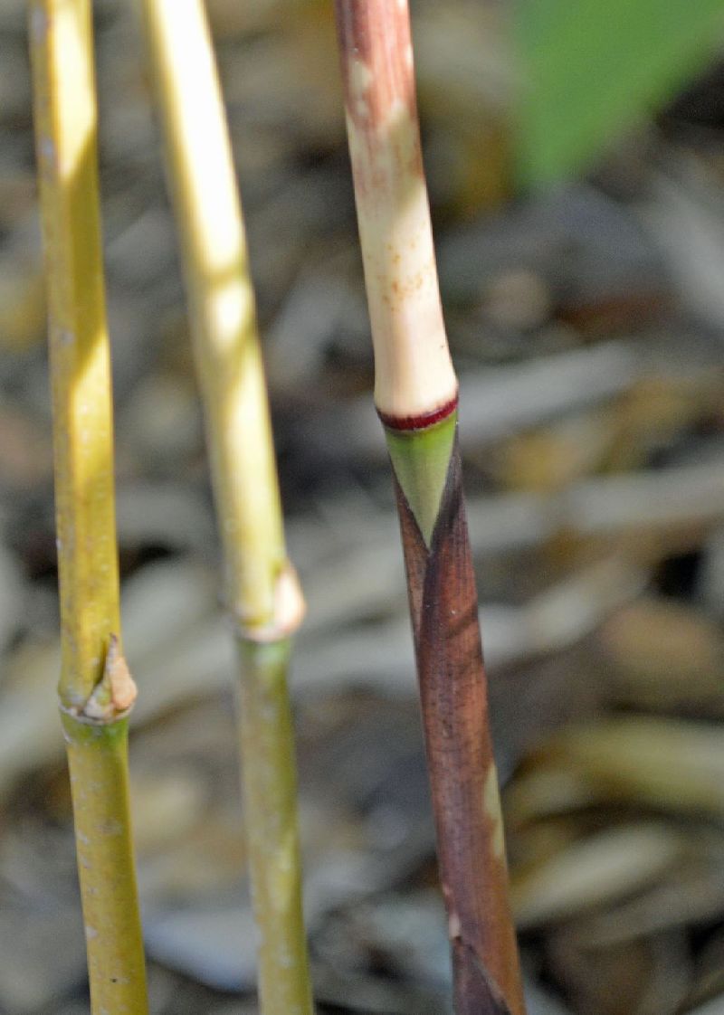 Sarocalamus Species, Bamboo