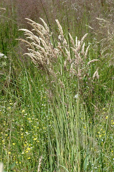 Creeping Velvet Grass White Fog