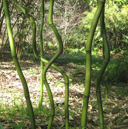 Phyllostachys Species, Arcana Bamboo, Half-Black Bamboo