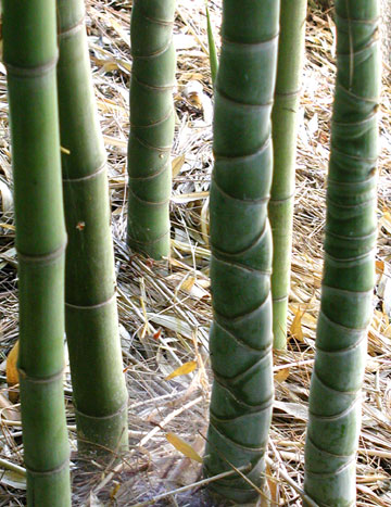 Phyllostachys, Fishpole Bamboo, Golden Bamboo Holochrysa