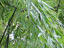 Phyllostachys, Fishpole Bamboo, Golden Bamboo Takemurai