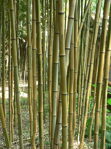 Phyllostachys, Yellow Groove Bamboo Lama Temple