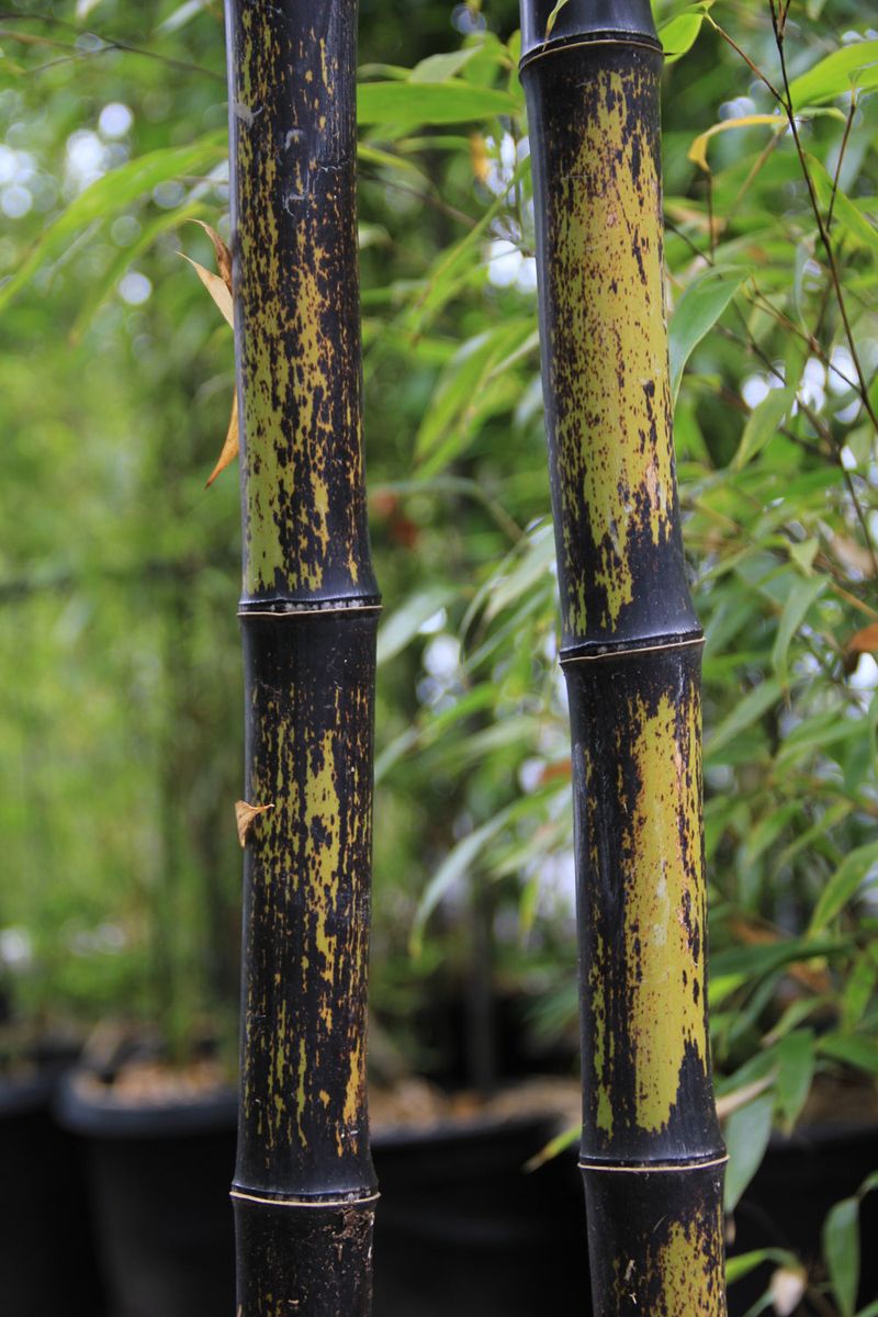 Phyllostachys, Black Bamboo Tosaensis