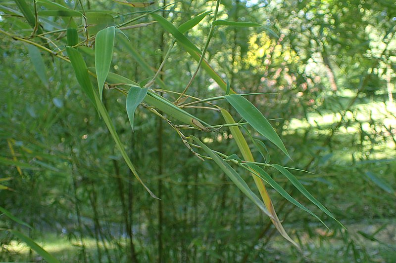 Phyllostachys Species, Zhejiang Bamboo