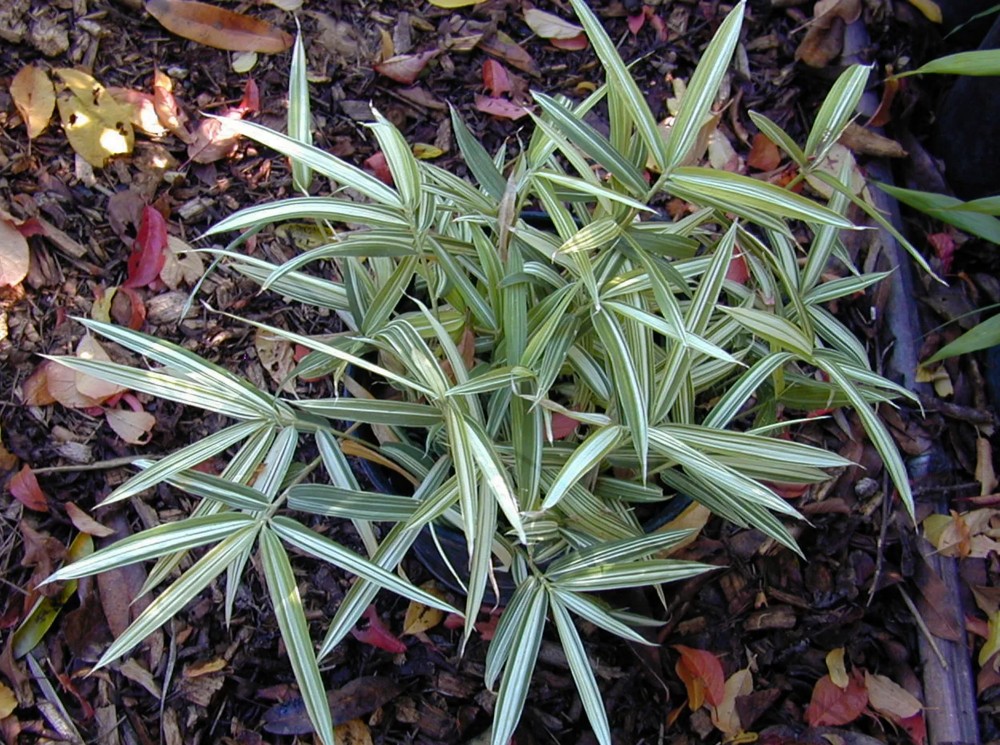 Pleioblastus, Dwarf Whitestripe Bamboo Little Zebra