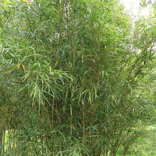 Pseudosasa Species, Hinds Cane Bamboo