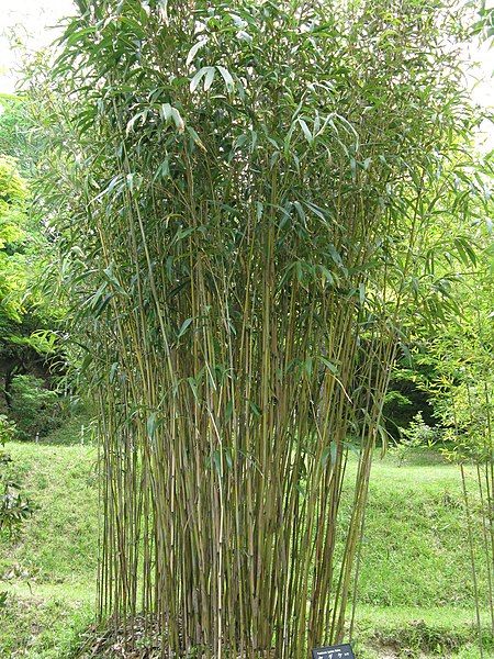 Pseudosasa, Hinds Cane Bamboo Yasui