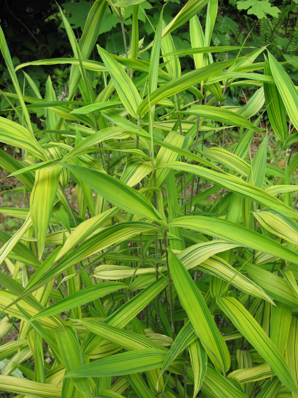 Pleioblastus, Dwarf Bamboo Akibensis