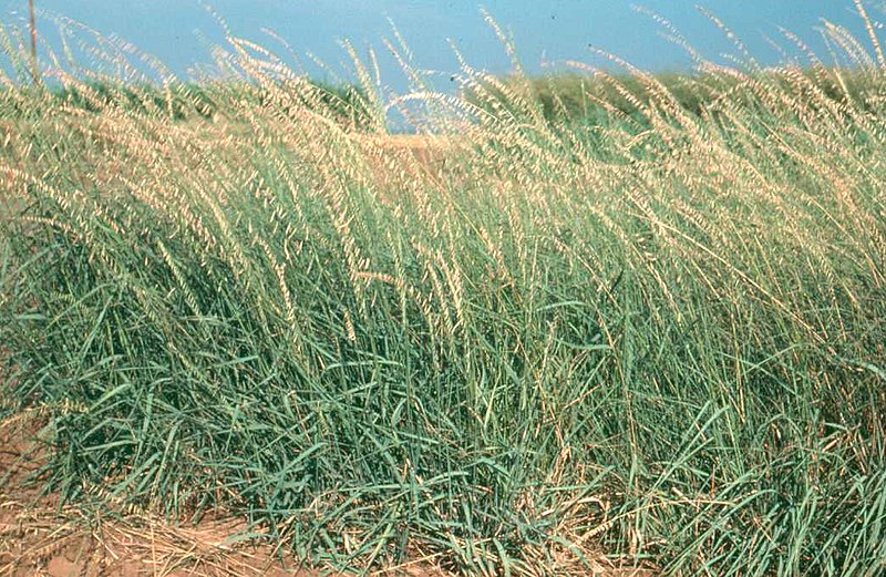 Sideoats Grama El Reno