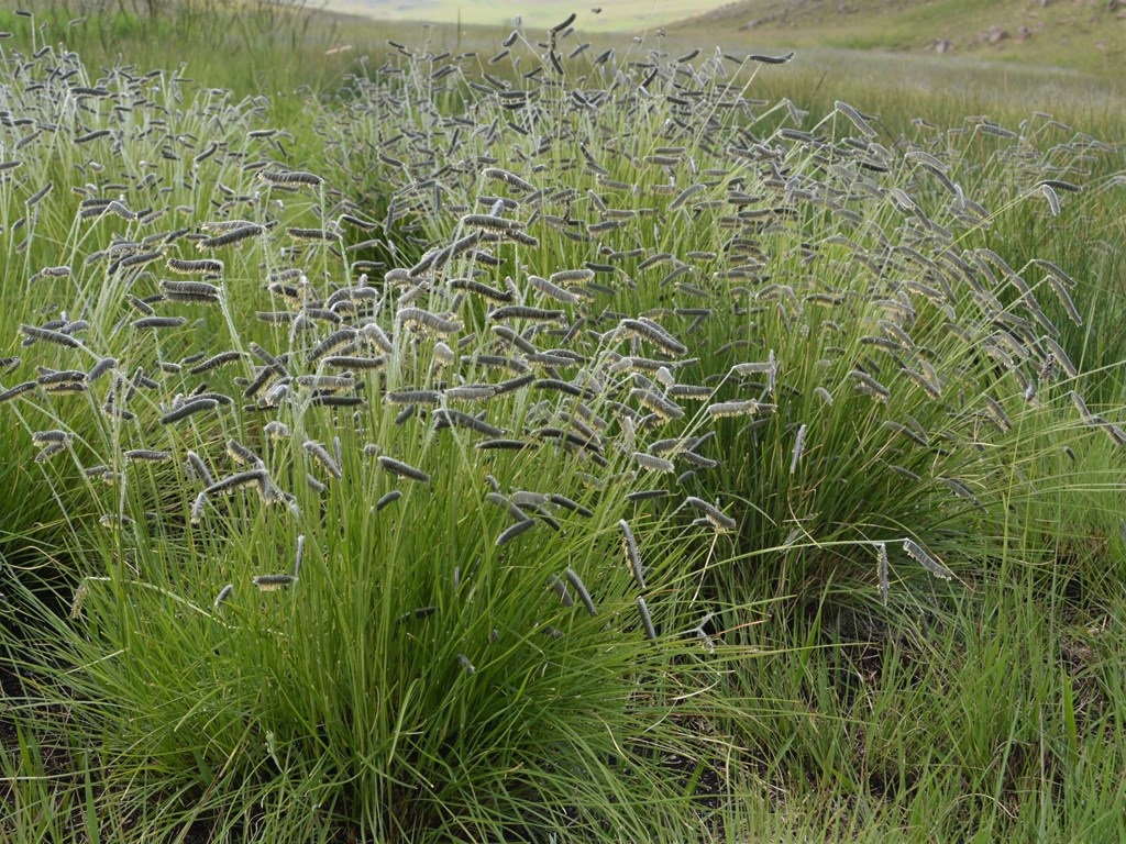 Eyelash Grass, Caterpillar Grass Compact Black