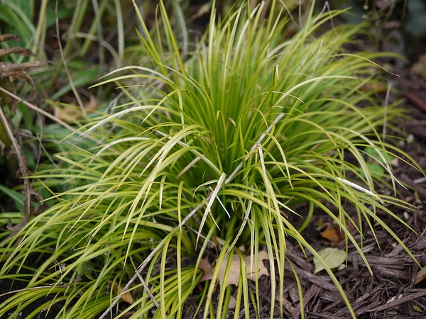 Japanese Sedge Goldband