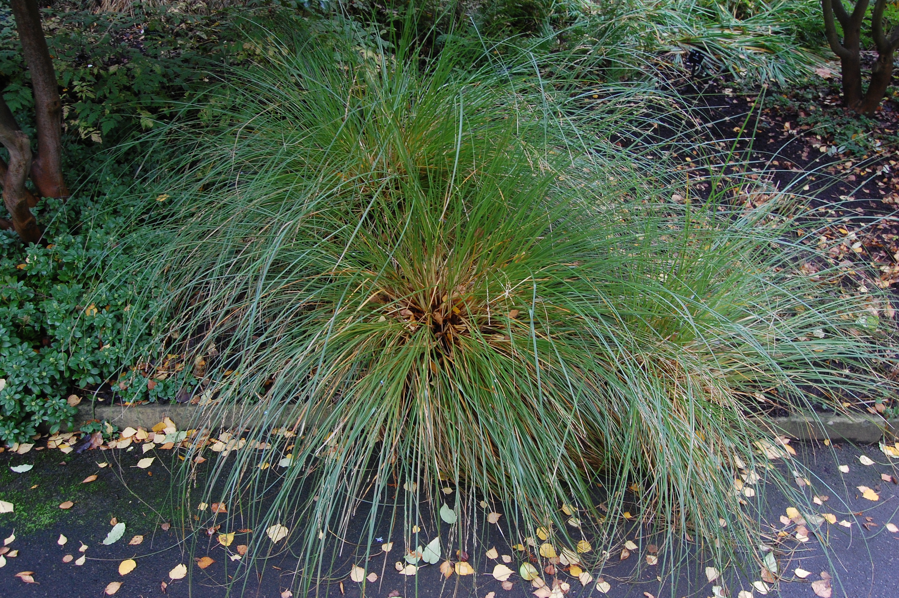 Purei, Makura