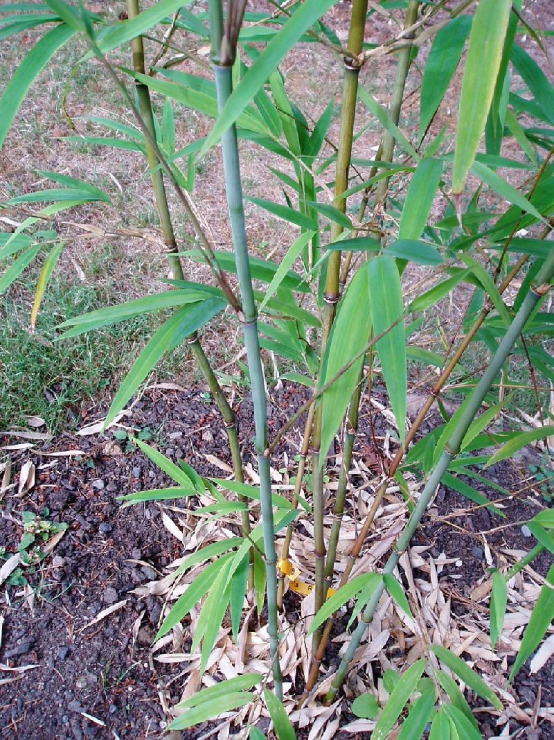 Chimonocalamus Species, Asian Bamboo Chimonocalamus burmaensis