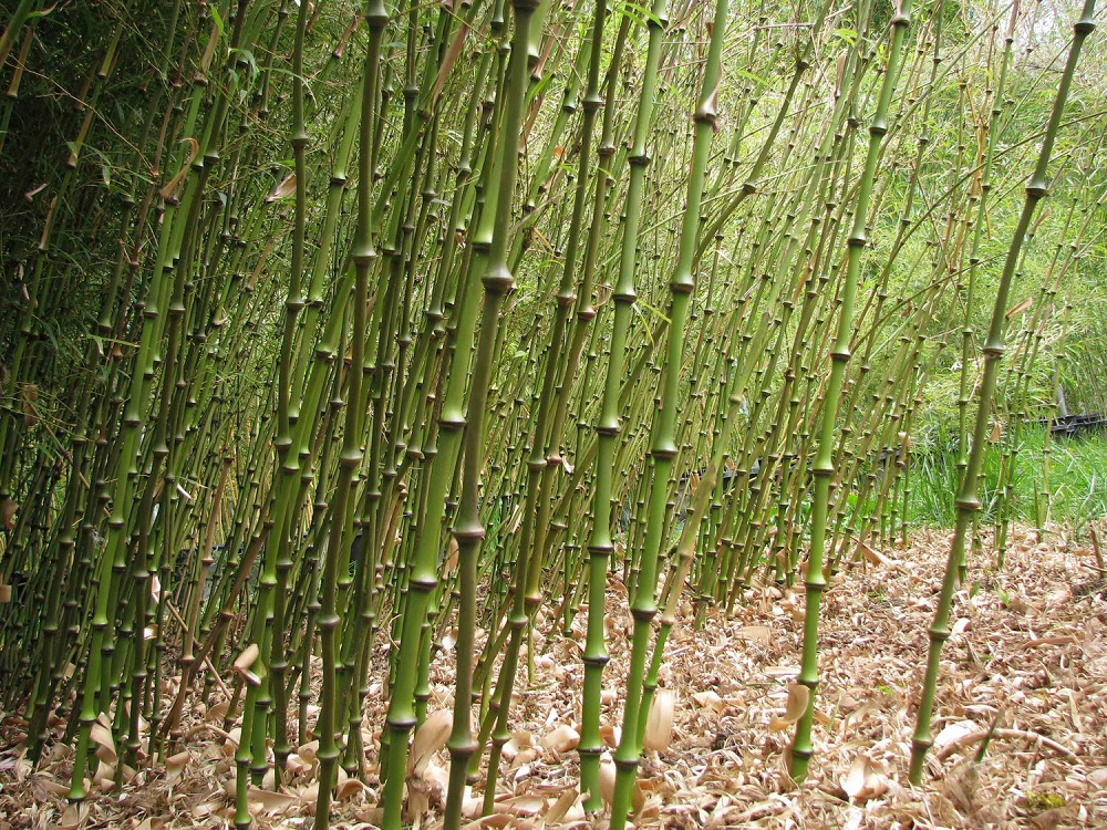 Chimonobambusa Species, Asian Bamboo