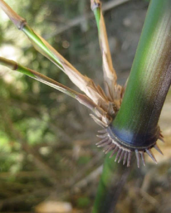 Chimonocalamus Species, Asian Bamboo Chimonocalamus fimbriatus