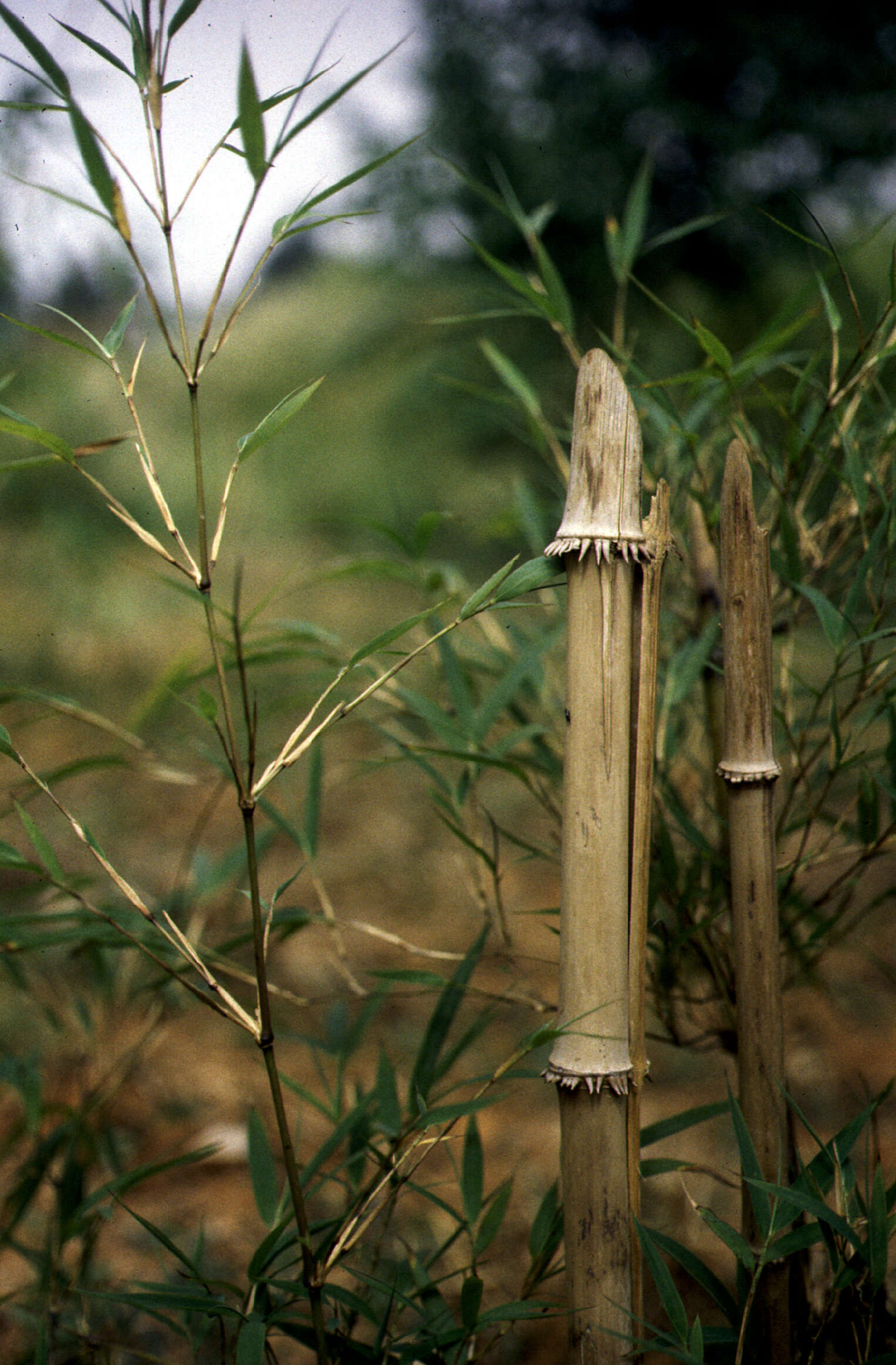 Chimonocalamus Species, Asian Bamboo Chimonocalamus longiligulatus