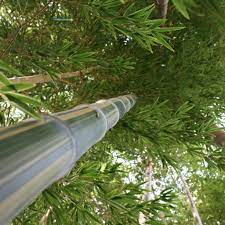 Chimonocalamus Species, Asian Bamboo Chimonocalamus longispiculatus