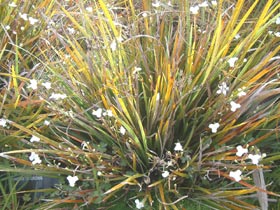 Libertia, New Zealand Iris Giant Pod