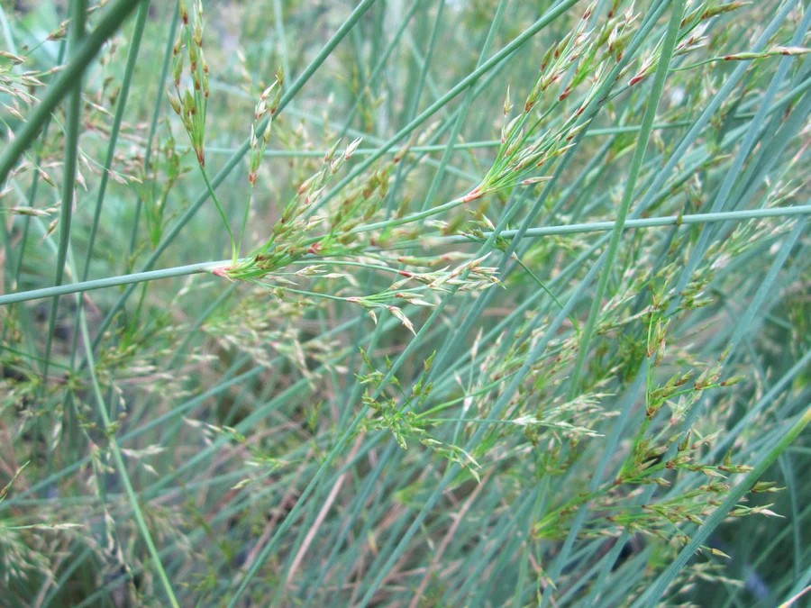 Juncus, Hard Rush Hedgehog